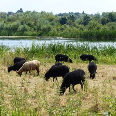 Nature Recovery Network Map